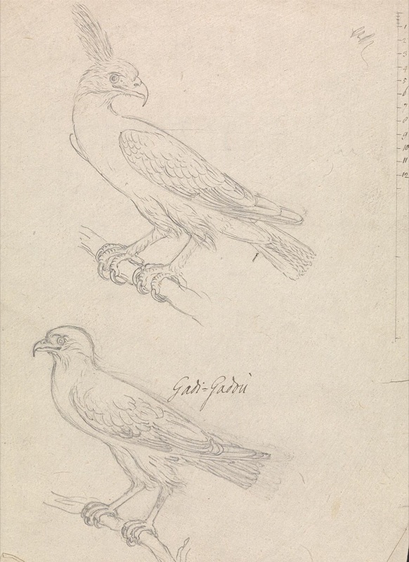 Placeholder: public-domain graphite sketch